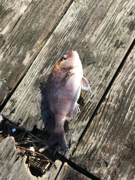 鯛釣りイサキ釣りｗ