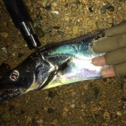 いつまで続く?イワシ荒喰いシーバスとタチウオ