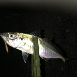 釣り納めアジング？