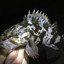 癒しのライトロック