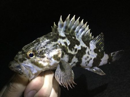 癒しのライトロック