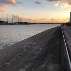 武庫川シーバス探索