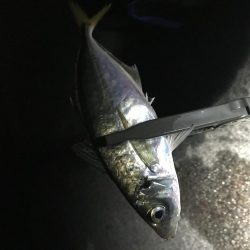 尺を求めて淡路遠征