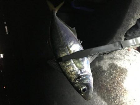 尺を求めて淡路遠征