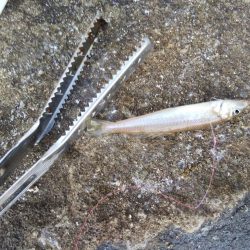 1日でキスの型が・・・