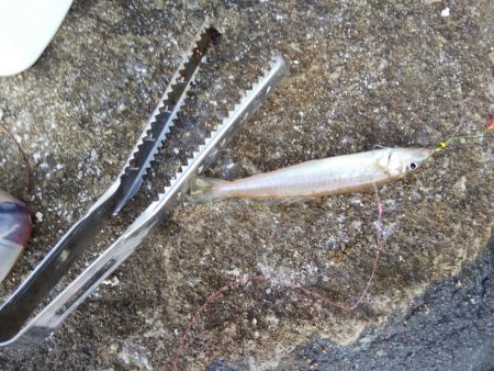 1日でキスの型が・・・