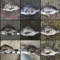 イチノ兄弟、釣果！