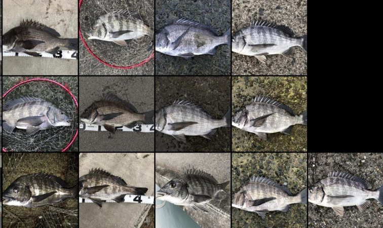 イチノ兄弟、釣果！