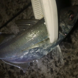 今年の年末調整１日目