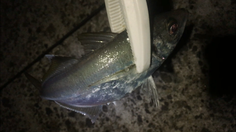 今年の年末調整１日目