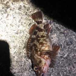 坊主逃れガシラ！