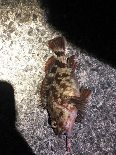 坊主逃れガシラ！