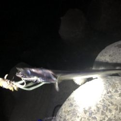 青物ハント後サーべリング