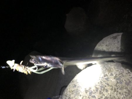 青物ハント後サーべリング