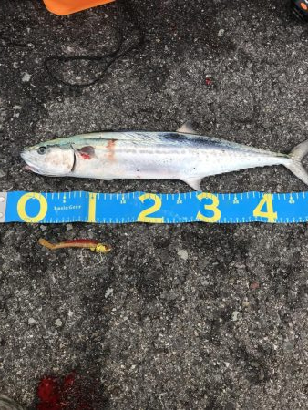 サゴシ釣れてますよ~