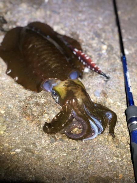 水平フォールってこんな効く！？