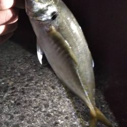 タチウオゲット