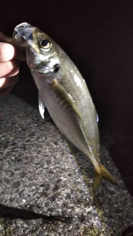 タチウオゲット