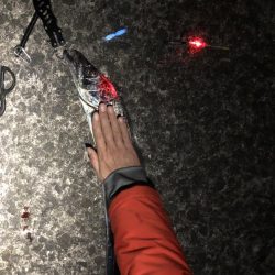 ドラゴンタチウオと中アジ