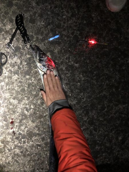 ドラゴンタチウオと中アジ