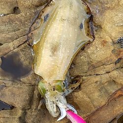 アジング～エギング