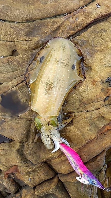 アジング～エギング