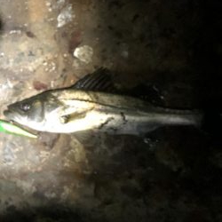 ぶらシーバス!!