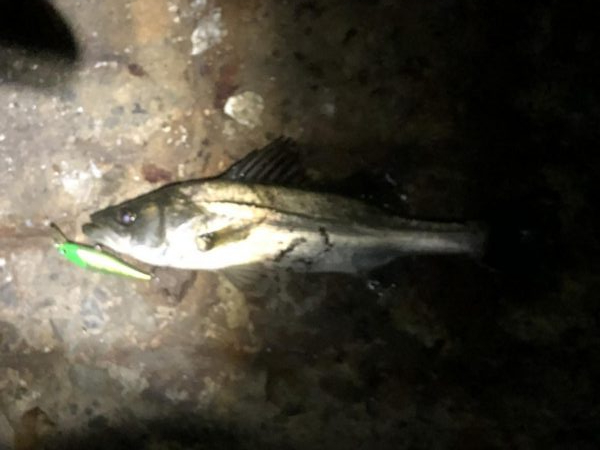 ぶらシーバス!!