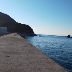 久々でホウボウ