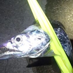 タチウオ ツ抜け