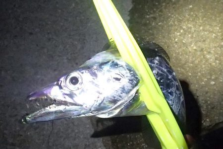 タチウオ ツ抜け