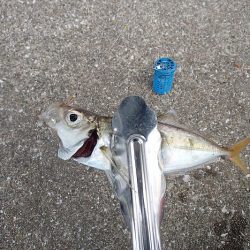 難易度高い タチウオ ウキ釣り