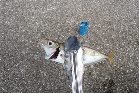 難易度高い タチウオ ウキ釣り