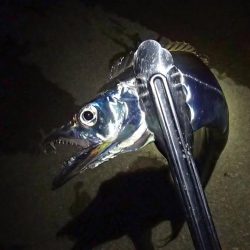 少ないアタリを拾って5匹