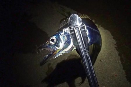 少ないアタリを拾って5匹