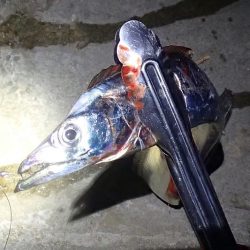 タチウオ テンヤは好調