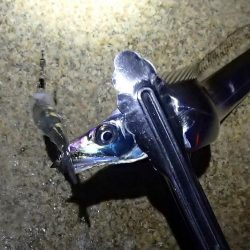 テンヤではタチウオ釣れる