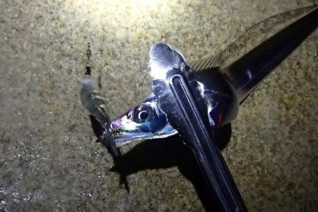 テンヤではタチウオ釣れる