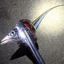 まだいける タチウオ