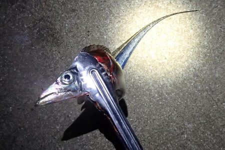 まだいける タチウオ