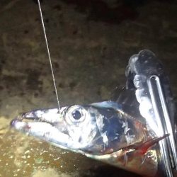 高活性 タチウオ6匹