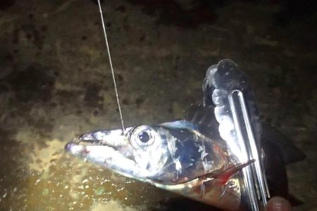 高活性 タチウオ6匹