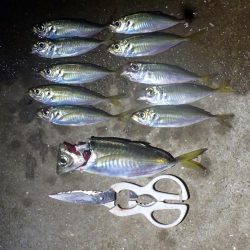 タチウオ ノマセ