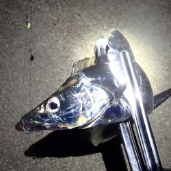 まだいける タチウオ＆サビキ