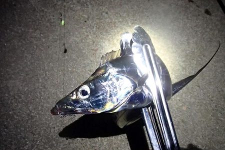 まだいける タチウオ＆サビキ