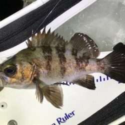 デブアジで釣り納め！