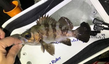 デブアジで釣り納め！