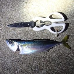 ノマセ釣り&サビキ釣り