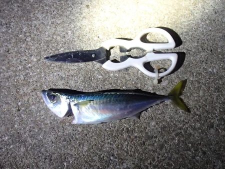 ノマセ釣り&サビキ釣り