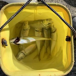 ラストフカセでアジ